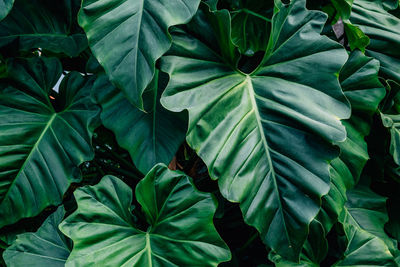 Full frame shot of leaves