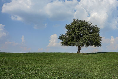 Tree on field against sky