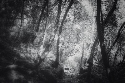 Trees in forest