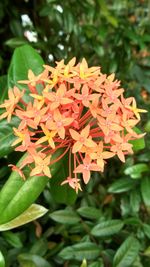 Close-up of flowers blooming outdoors