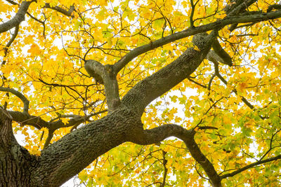 Low angle view of tree in autumn