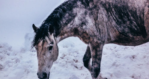 Close-up of horse standing on snow field against sky