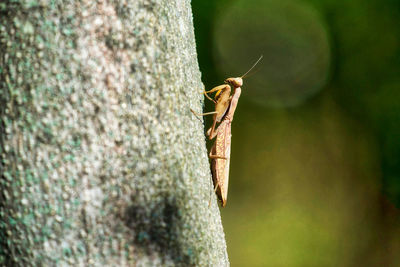 Close-up of insect on rock