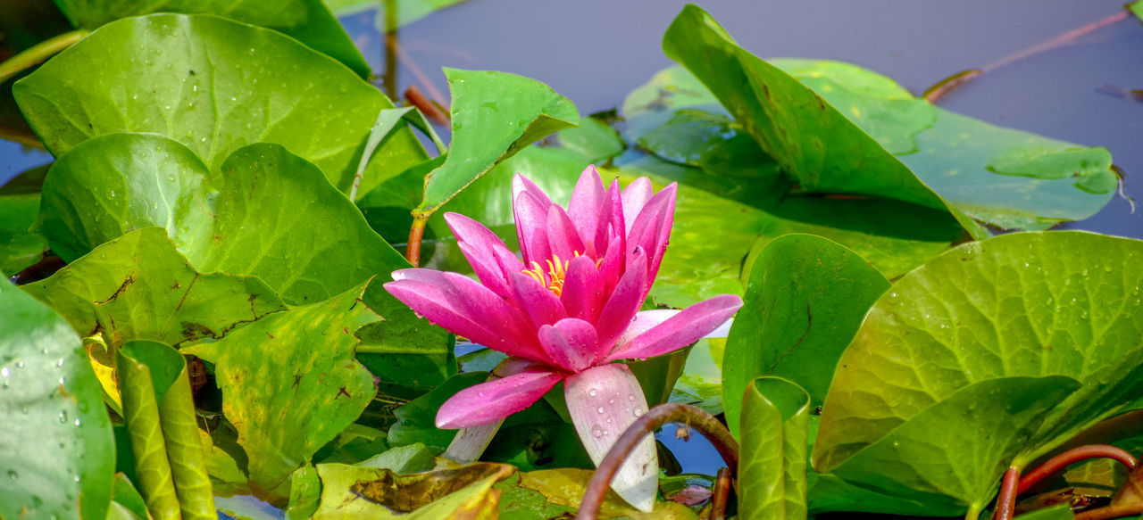 CLOSE-UP OF PINK WATER LILY IN LOTUS