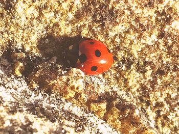 Close-up of ladybug on red leaf