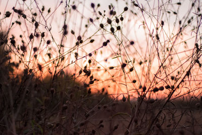 Close-up of plants against sky during sunset