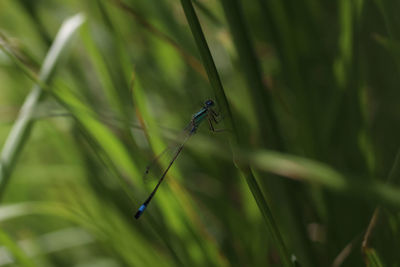 Close-up of insect on grass