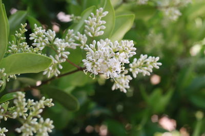 Close-up of white flowering plant and leaves. 