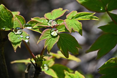 leaf