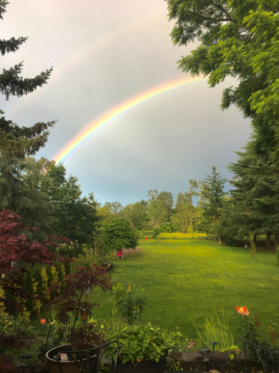 rainbow, double rainbow, tree, nature, beauty in nature, growth, scenics, idyllic, tranquility, multi colored, day, no people, tranquil scene, outdoors, flower, grass, spectrum, sky