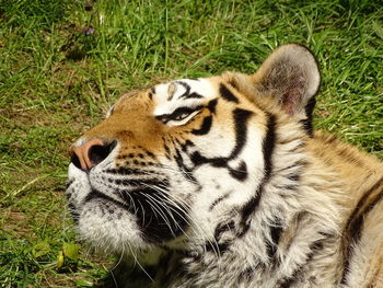 Close-up of a cat on field