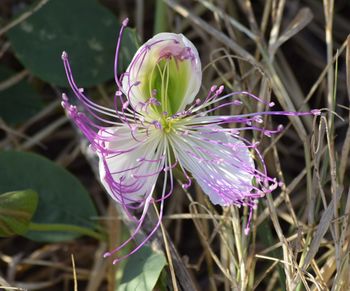 Close-up of purple flowering plant