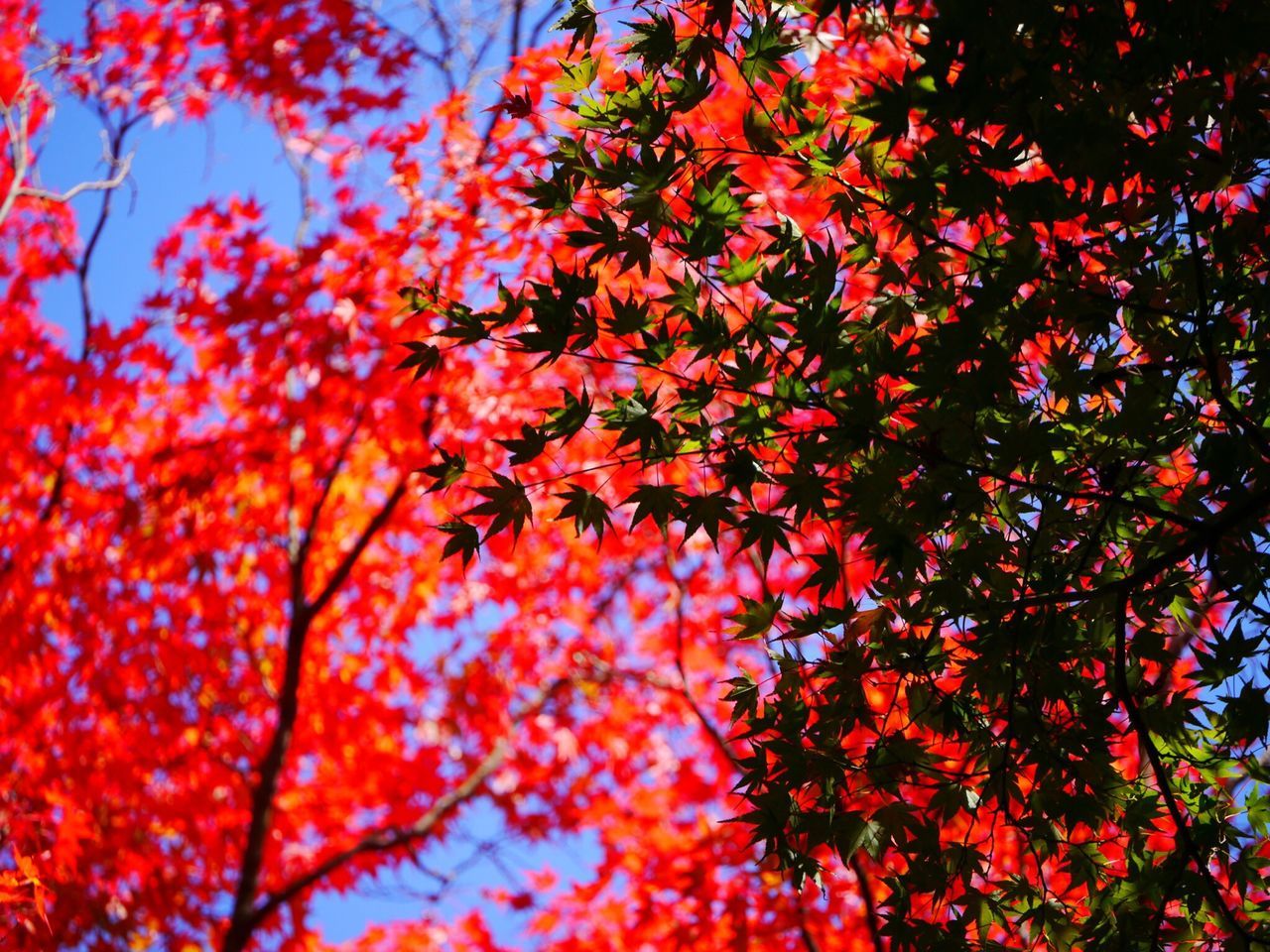 autumn, branch, change, tree, red, season, low angle view, leaf, growth, beauty in nature, nature, orange color, full frame, backgrounds, tranquility, maple leaf, day, outdoors, leaves, no people