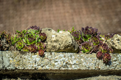 Close-up of plants growing on rock against wall