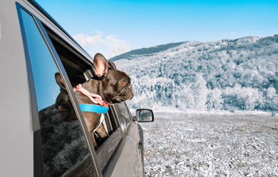 French bulldog dog looking away on car window against winter landscape and sky