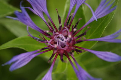 Close-up of purple flower