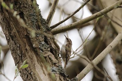 Low angle view of a tree creeper perching on tree