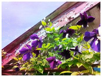 Close-up of purple flowers blooming