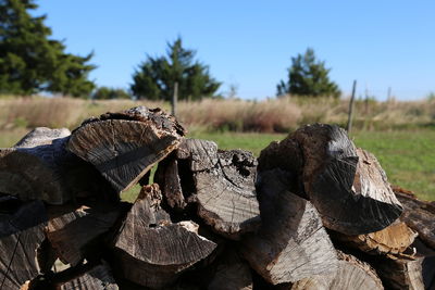 Close-up of logs on tree stump