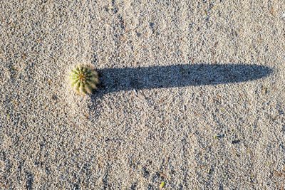 High angle view of insect on road