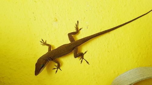 Close-up of insect on yellow wall