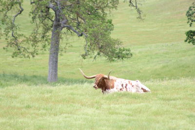 Cow on field against trees