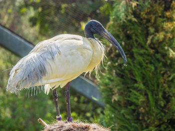 Close-up of bird perching outdoors