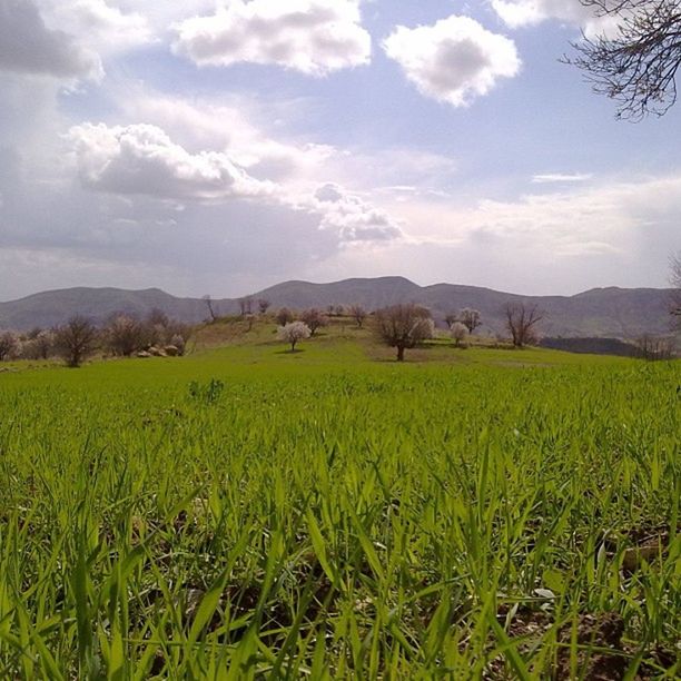 mountain, tranquil scene, landscape, sky, tranquility, scenics, beauty in nature, field, mountain range, nature, rural scene, cloud - sky, green color, growth, cloud, grass, agriculture, idyllic, non-urban scene, tree