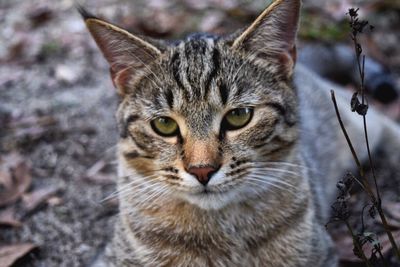 Close-up portrait of cat