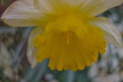 Close-up of yellow daffodil flower