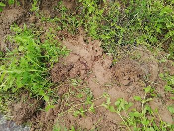 High angle view of lizard on field