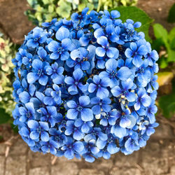 Close-up of blue flowering plant