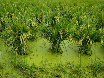 Grass growing in field