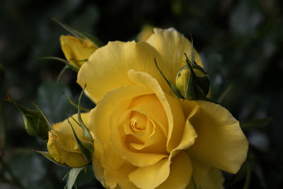 yellow