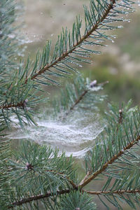 Close-up of fresh plants in water