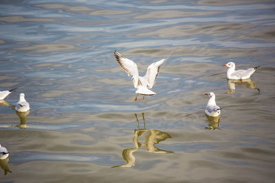 High angle view of seagulls flying over lake