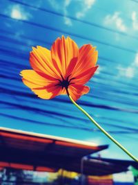 Close-up of orange flower against swimming pool