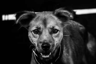 Black and white potrait of house guard dog who monitors around the house