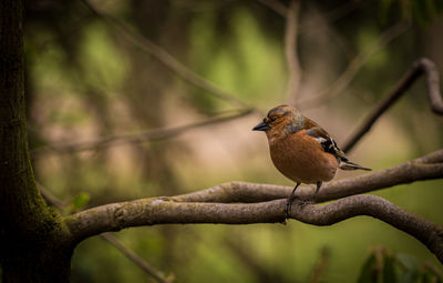 Close-up of bird perching on tree