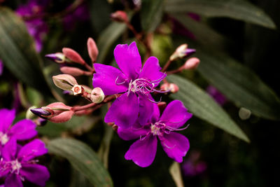 Close-up of pink flowering plant