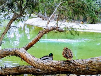 Birds perching on tree by lake