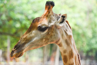 Close-up of a horse