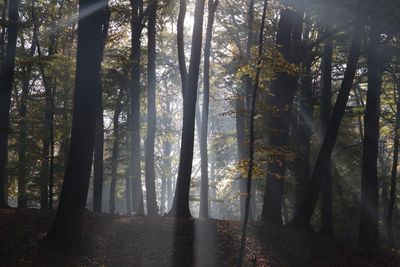 Trees in forest