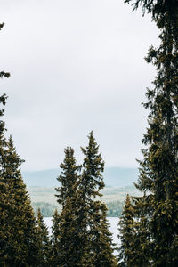 Low angle view of trees in forest against sky