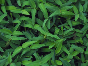 Full frame shot of green plants