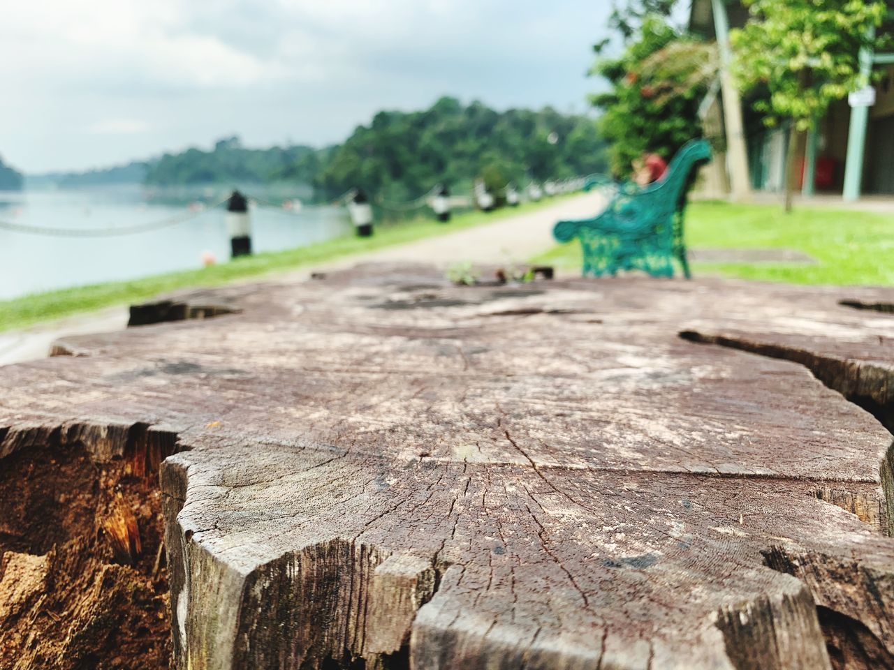 CLOSE-UP OF TREE STUMP AT PARK