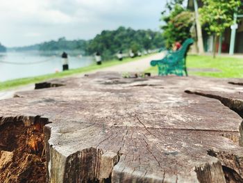 Close-up of tree stump in park