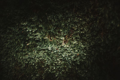 Full frame shot of trees in forest