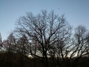 Low angle view of silhouette bare trees against clear sky