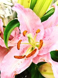 Close-up of pink lily blooming outdoors